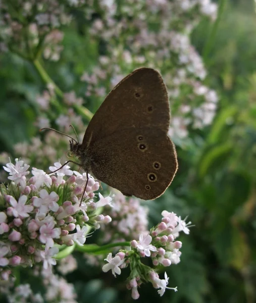 Satyrini motyl w atmosferze kwiatowy — Zdjęcie stockowe