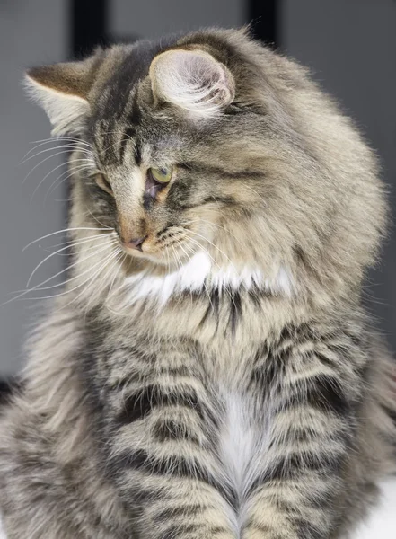 Norská lesní kočka portrét — Stock fotografie