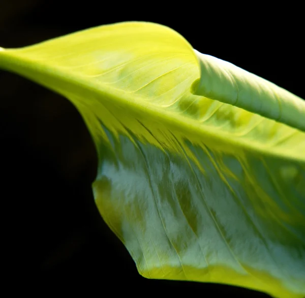 Détails abstraits des feuilles vertes — Photo