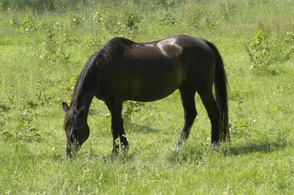 Ciemny brązowy koń się w dość — Zdjęcie stockowe
