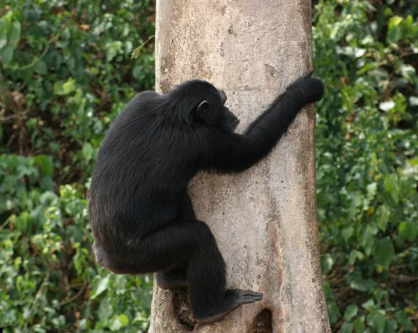 Αναρρίχηση χιμπατζής — Φωτογραφία Αρχείου