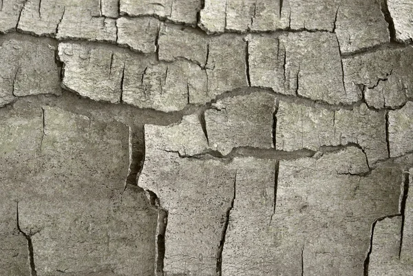 Cracked bark detail — Stock Photo, Image