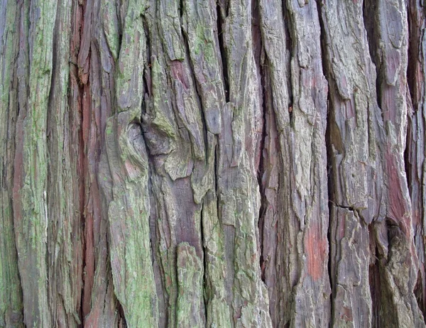 樹皮の詳細 — ストック写真