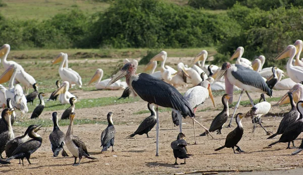 Птицы в национальном парке Королевы Елизаветы в Уганде — стоковое фото