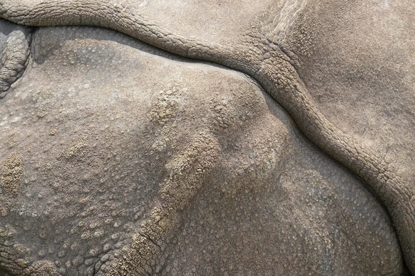 Rinoceronte pelle — Foto Stock