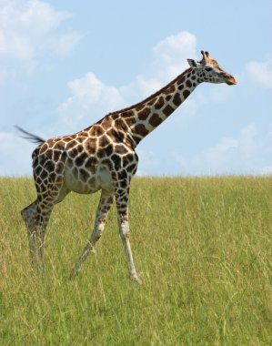 Giraffe in Uganda clipart