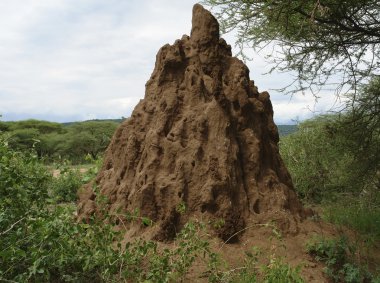 Termite hill in Africa clipart