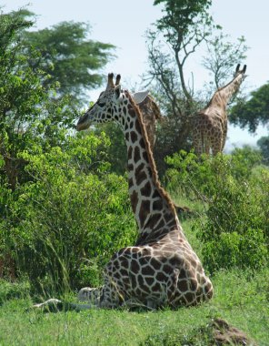 Sunny illuminated Giraffes in Uganda clipart