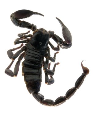 Dark scorpion clipart