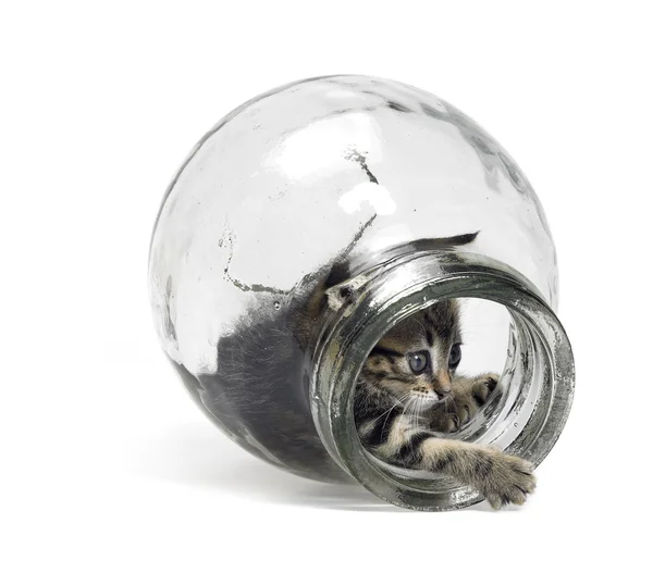 Котёнок играет в стеклянной бутылке — стоковое фото