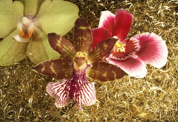 Kwiaty Orchid w złotych z powrotem — Zdjęcie stockowe