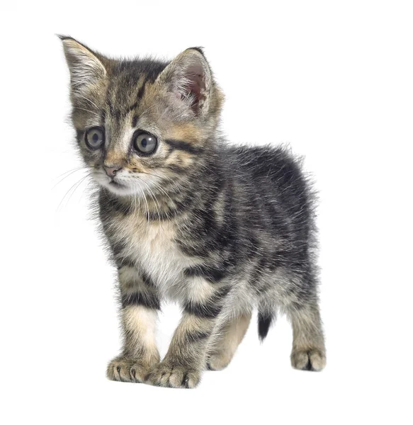 Askance kitten — Φωτογραφία Αρχείου