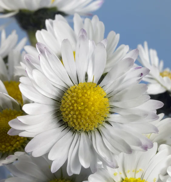 Daisy closeup — Stock Photo, Image
