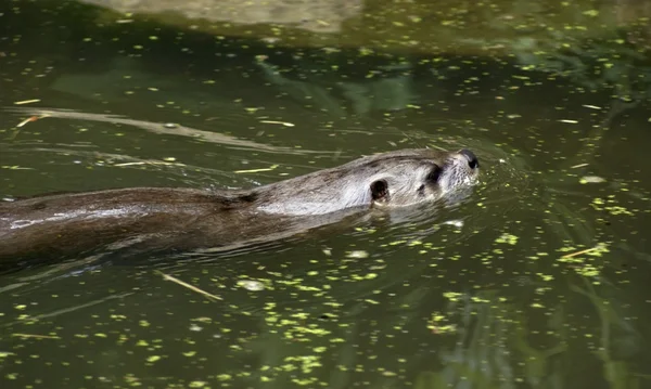 Swimming Otter — Stockfoto