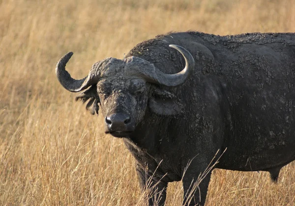 Kafferbuffel in grassy rug — Stockfoto