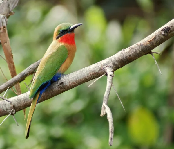 Barevné bee-eater sedící na větvi — Stock fotografie