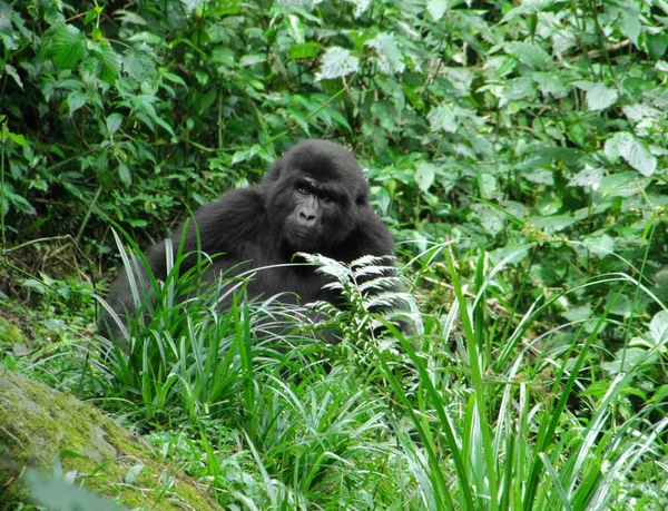 大猩猩在绿色植被 — 图库照片