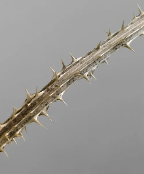 Dettaglio ramoscello spinoso — Foto Stock