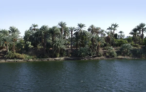 Nile kusten vegetation — Stockfoto