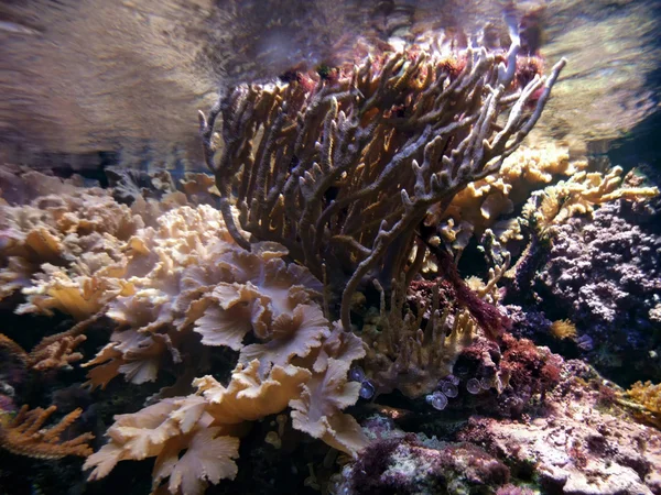 stock image Underwater scenery