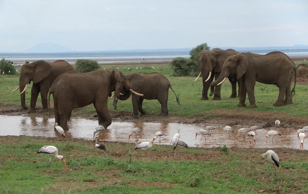 Paisaje de Savannah con algunos elefantes en África —  Fotos de Stock