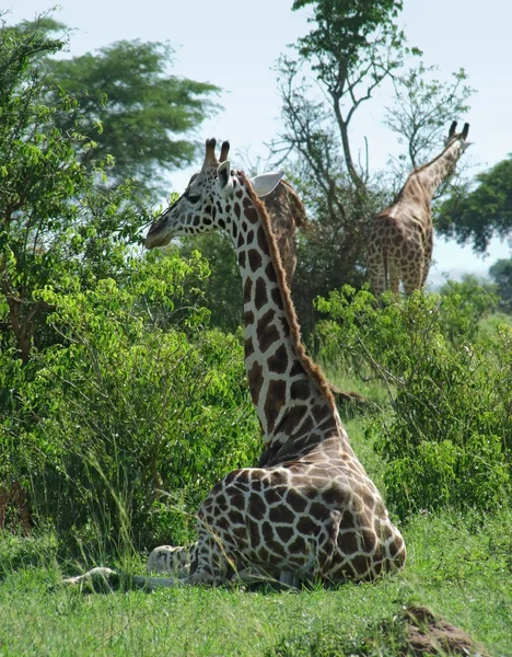 Sunny illuminated Giraffes in Uganda — Stock Photo, Image