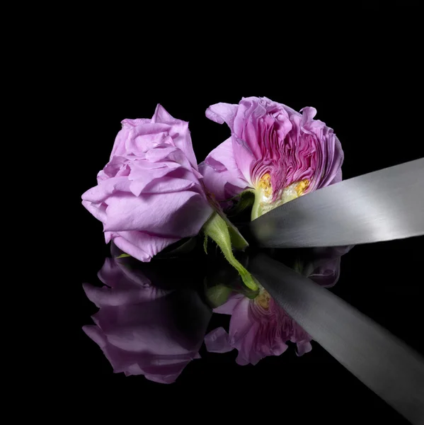 Половинчатая роза и нож — стоковое фото