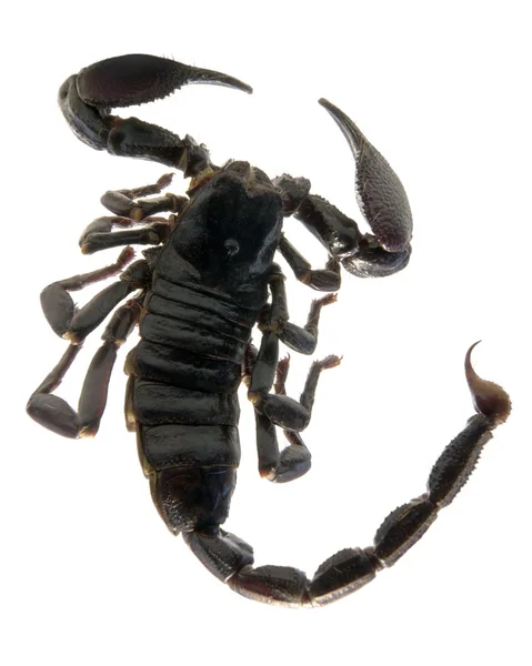Escorpião escuro — Fotografia de Stock