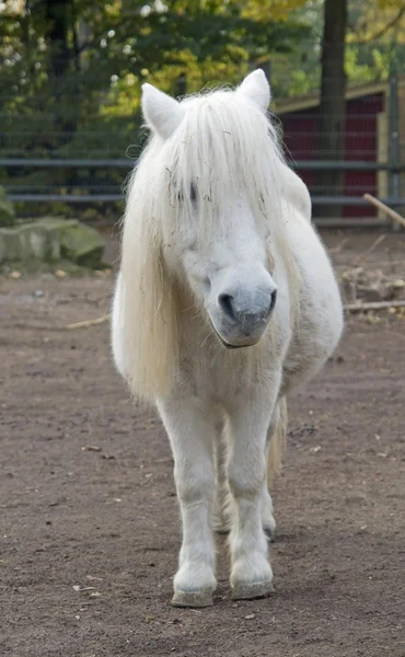 Pony blanco — Foto de Stock