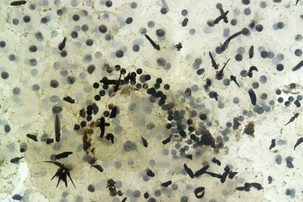 Spawn and tadpoles — Stock Photo, Image