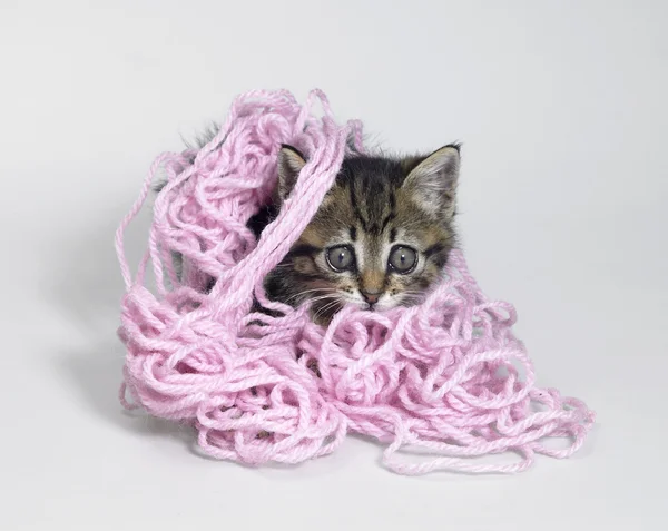 Kätzchen unter Wolle — Stockfoto