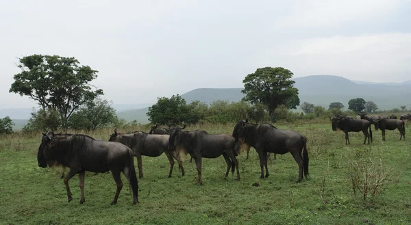 Blue Wildebeests in african vegetation — Stock Photo, Image