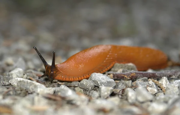 Smygande orange slug — Stockfoto