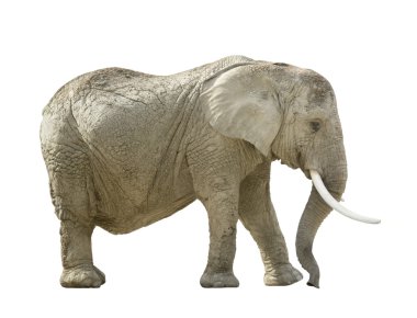 African elephant clipart