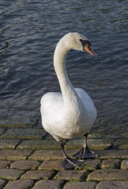 Swan riverside clipart