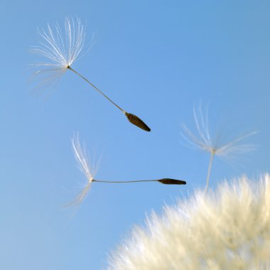 Flying dandelion seeds in blue back clipart