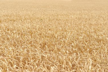 Ripe grain field detail clipart