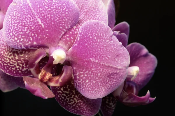 Violet orchideebloem — Stockfoto