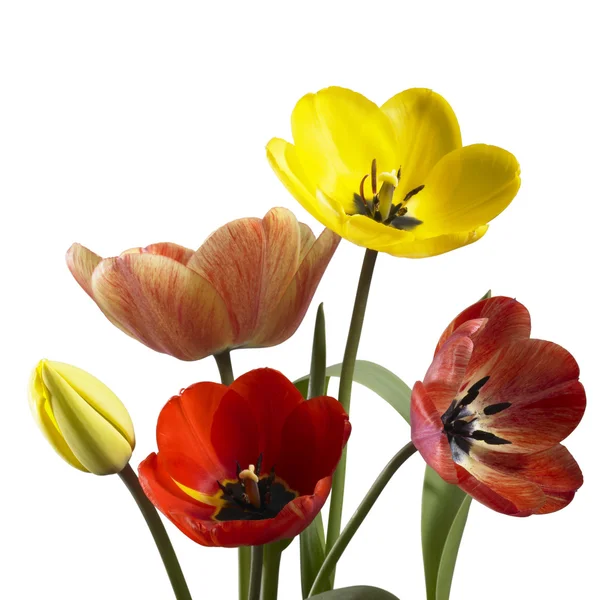 Tulipa flores nas costas brancas — Fotografia de Stock