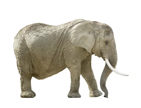 stock image African elephant