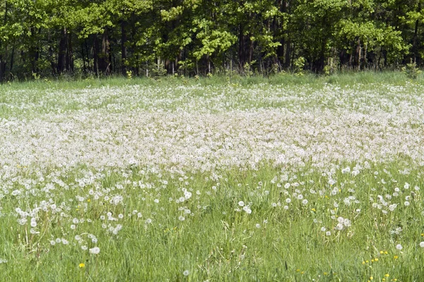 stock image Lots of dandelions