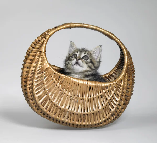 Котенок смотрит вверх в маленькой корзине — стоковое фото