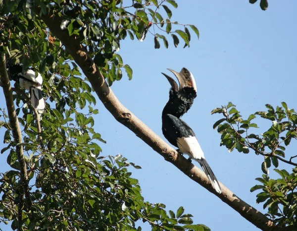 Hornbill de bochechas prateadas em Uganda — Fotografia de Stock