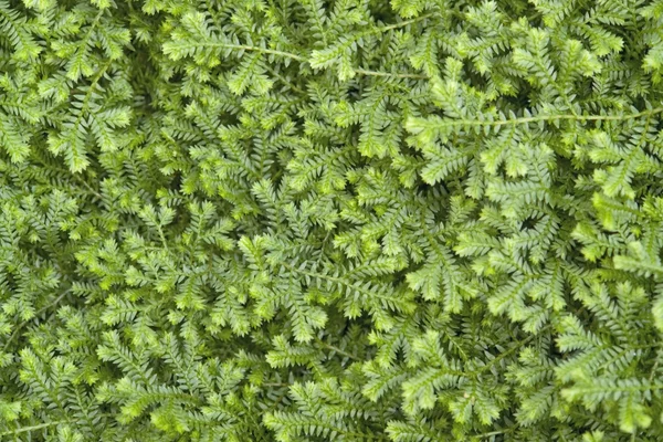Fond abstrait feuilles vertes — Photo