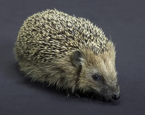 Hedgehog in dark back — Stock Photo, Image