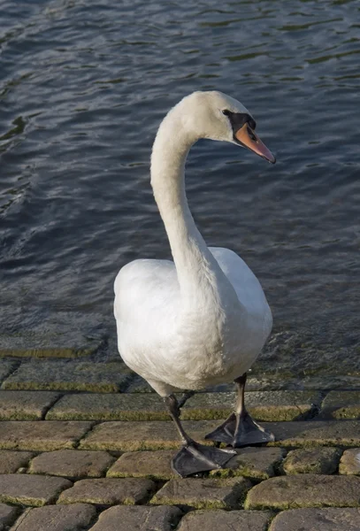 Swan riverside