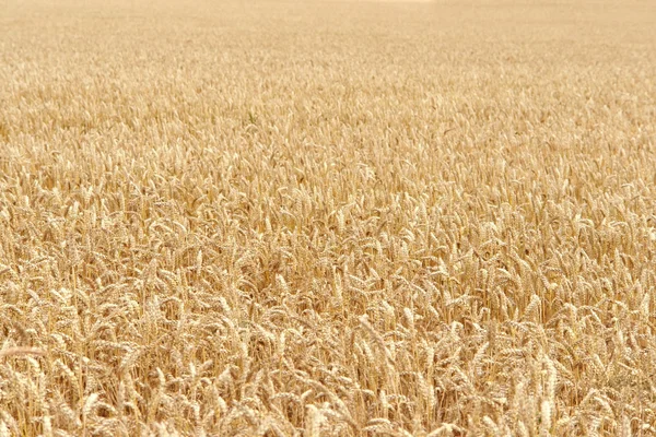 Olgun buğday alanı ayrıntı — Stok fotoğraf