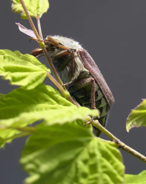 Puede escarabajo sentado en una ramita —  Fotos de Stock