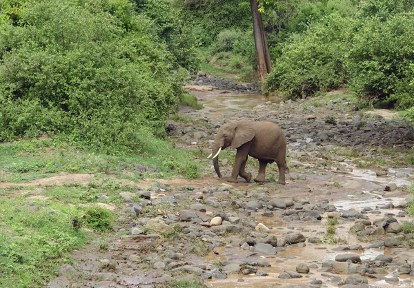 Elefant überquert Flussbett in Afrika — Stockfoto