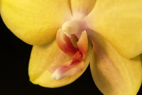 Żółta orchidea zbliżenie — Zdjęcie stockowe